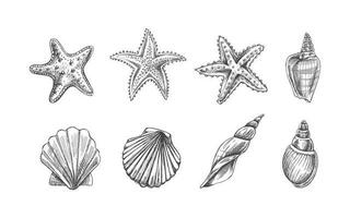 Seashells,  marine Starfish, scallop seashell vector set. Hand drawn sketch illustration. Collection of realistic sketches of various  ocean creatures  isolated on white background.