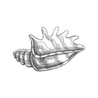 Hand drawn sketch of seashell, clam, conch. Scallop sea shell, sketch style vector illustration isolated on white background.