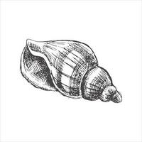 Hand drawn sketch of seashell, clam, conch. Scallop sea shell, sketch style vector illustration isolated on white background.