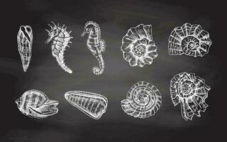 Seashells,  ammonite, seahorses, whelk vector set. Hand drawn white  sketch illustration. Collection of realistic sketches of various  ocean creatures  isolated on chalkboard background.