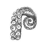 Hand drawn sketch of octopus tentacle. Vector aquatic monochrome  illustration isolated on white background.