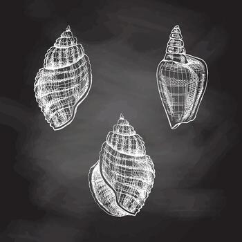 Seashells,  ammonite vector set. Hand drawn white sketch illustration. Collection of realistic sketches of various molluscs sea shells of various shapes isolated on chalkboard  background.