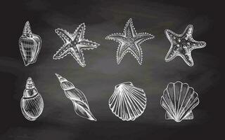 Seashells,  marine Starfish, scallop seashell vector set. Hand drawn white  sketch illustration. Collection of realistic sketches of various  ocean creatures  isolated on chalkboard  background.