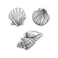 Seashells,  scallop seashell vector set. Hand drawn sketch illustration. Collection of realistic sketches of various  ocean creatures  isolated on white background.