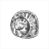 Hand drawn sketch of seashell, clam, conch. Scallop sea shell, sketch style vector illustration isolated on white background.