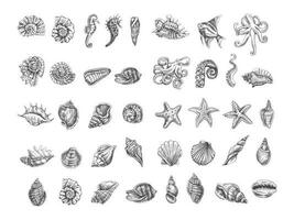 conchas marinas, pulpo, pez, estrella de mar, caballitos de mar, amonita vector colocar. mano dibujado bosquejo ilustración. colección de realista bocetos de varios Oceano criaturas aislado en blanco antecedentes.