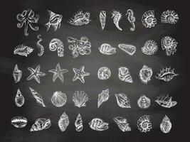 Seashells, octopus, fish, starfish, seahorses, ammonite vector set. Hand drawn white sketch illustration. Collection of realistic sketches of various  ocean creatures isolated .