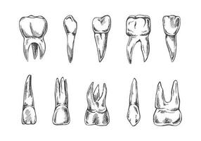 Stomatology hand drawn set. Toothache treatment. Teeth sketch.  Different types of human tooth.  Engraving fangs and molars. vector