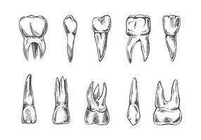 Stomatology hand drawn set. Toothache treatment. Teeth sketch.  Different types of human tooth.  Engraving fangs and molars. vector