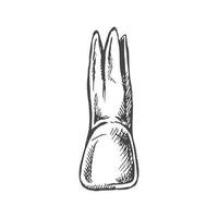 Highly detailed hand drawn human tooth  with roots. Hand drawn sketch. Illustration isolated on white background. vector