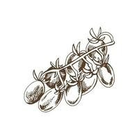 Organic food. Hand drawn vector sketch  of cherry tomatoes on bunch.  Doodle vintage illustration. Decorations for the menu of cafes and labels. Engraved immage.