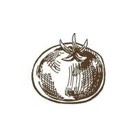 Organic food. Hand drawn vector sketch  of tomato.  Doodle vintage illustration. Decorations for the menu of cafes and labels. Engraved immage.