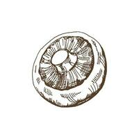 Organic food. Hand drawn vector sketch  of champignon.  Doodle vintage illustration. Decorations for the menu of cafes and labels. Engraved immage.