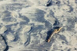 a piece of wood lying on the beach sand photo