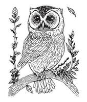 Owl coloring page. Cute Owl coloring page for kids and adults. mid content coloring page for amazon KDP. Coloring page of Owl. Wild life coloring page vector