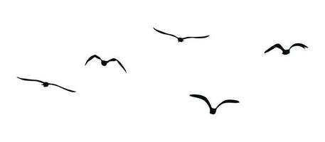 flying birds silhouette vector art