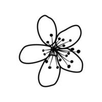 sakura cherry blossom flower line art vector illustration