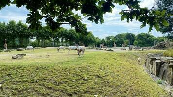 Animals in a zoo in Ireland. Beautiful nature in spring . photo