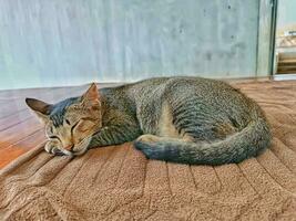 a cat is sleeping soundly on the carpet photo