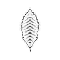 Outline tree leaf vector illustration isolated on white background