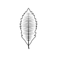 Outline tree leaf vector illustration isolated on white background