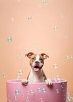 Cute American pit bull dog in a small bathtub with soap foam and bubbles, cute pastel colors, . photo