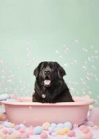 Cute newfoundland dog in a small bathtub with soap foam and bubbles, cute pastel colors, . photo