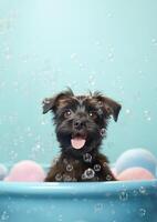 Affenpinscher dog in a small bathtub with soap foam and bubbles, . photo