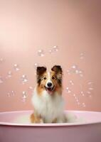 Cute shetland sheepdog dog in a small bathtub with soap foam and bubbles, cute pastel colors, . photo