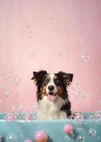 linda frontera collie perro en un pequeño bañera con jabón espuma y burbujas, linda pastel color, generativo ai. foto