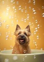 Cute cairn terrier dog in a small bathtub with soap foam and bubbles, cute pastel colors, . photo