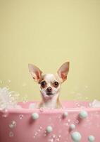 Cute chihuahua dog in a small bathtub with soap foam and bubbles, cute pastel colors, . photo