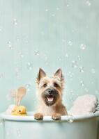 linda mojón terrier perro en un pequeño bañera con jabón espuma y burbujas, linda pastel colores, generativo ai. foto