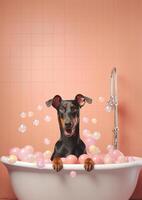 Cute doberman dog in a small bathtub with soap foam and bubbles, cute pastel colors, . photo