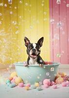 Cute Boston Terrier dog in a small bathtub with soap foam and bubbles, cute pastel colors, . photo