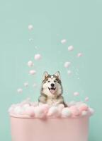 Cute Alaskan Malamute dog in a small bathtub with soap foam and bubbles, cute pastel colors, generative ai. photo