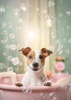 Cute Jack Russell Terrier dog in a small bathtub with soap foam and bubbles, cute pastel colors, . photo