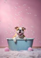 Cute Bulldog dog in a small bathtub with soap foam and bubbles, cute pastel colors, . photo