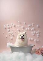 Cute Samoyed dog in a small bathtub with soap foam and bubbles, cute pastel colors, . photo