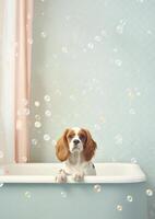 Cute Cavalier King Charles Spaniel dog in a small bathtub with soap foam and bubbles, cute pastel colors, . photo