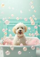 Cute Maltipoo dog in a small bathtub with soap foam and bubbles, cute pastel colors, . photo