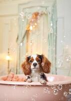 Cute Cavalier King Charles Spaniel dog in a small bathtub with soap foam and bubbles, cute pastel colors, . photo