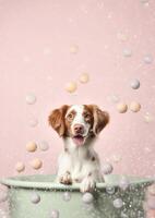 Cute Brittany Spaniel dog in a small bathtub with soap foam and bubbles, cute pastel colors, . photo
