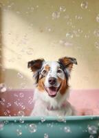 Cute Australian Shepherd dog in a small bathtub with soap foam and bubbles, cute pastel colors, . photo