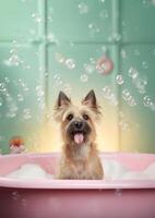 Cute cairn terrier dog in a small bathtub with soap foam and bubbles, cute pastel colors, . photo