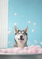 Cute Siberian Husky dog in a small bathtub with soap foam and bubbles, cute pastel colors, . photo