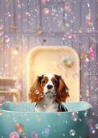 Cute Cavalier King Charles Spaniel dog in a small bathtub with soap foam and bubbles, cute pastel colors, . photo