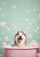Cute Alaskan Malamute dog in a small bathtub with soap foam and bubbles, cute pastel colors, . photo