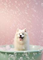 Cute Samoyed dog in a small bathtub with soap foam and bubbles, cute pastel colors, . photo