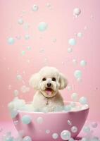 Cute Bichon Frise dog in a small bathtub with soap foam and bubbles, cute pastel colors, . photo